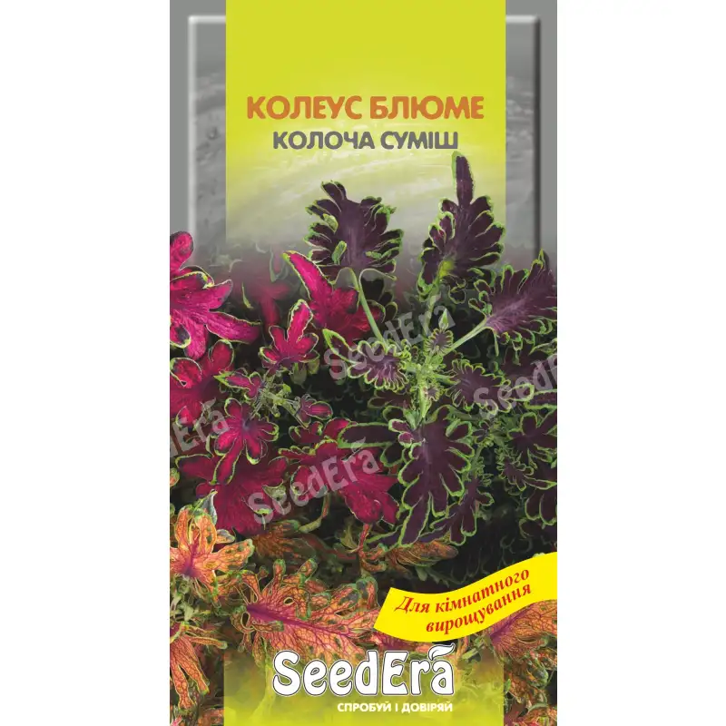 Колеус Блюме Колоча смесь от Профессиональных Семян