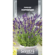 Лаванда Нормандия многолетняя от Профессиональных Семян