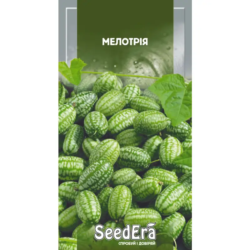Мелотрия от Профессиональных Семян