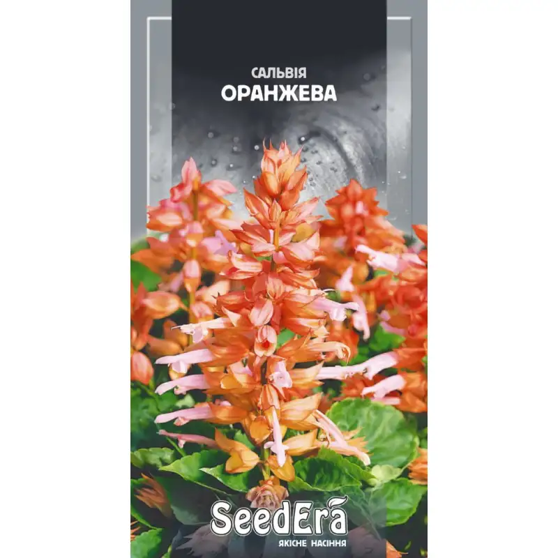 Сальвия сплендес оранжевая от Профессиональных Семян