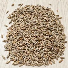Рожь (сидерат)