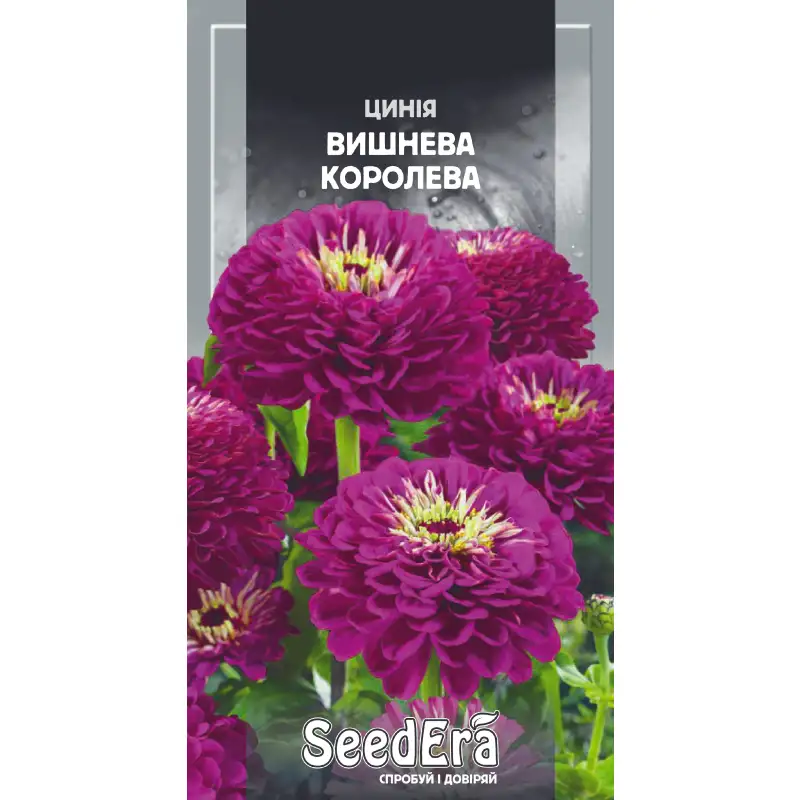 Цинния высокорослая элегантная Вишневая королева от Профессиональных Семян